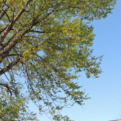 Burst of Life
