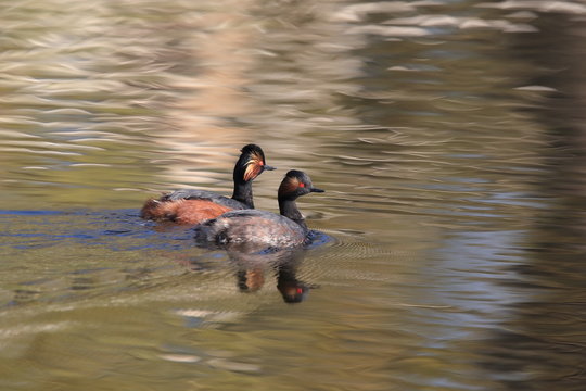 Black-Necked Grebe (Podiceps nigricollis) Baden W&uuml;rttemberg Germany