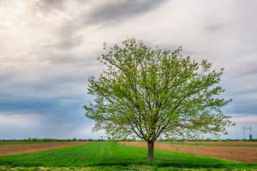 Lonely tree on a field