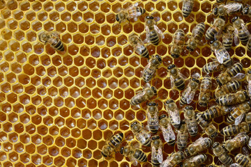 Bees on honeycomb processed fresh nectar into honey. Apiculture.