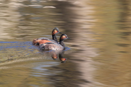 Black-Necked Grebe (Podiceps nigricollis) Baden W&uuml;rttemberg Germany