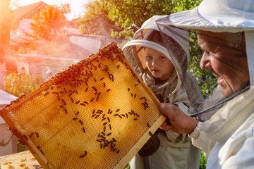 Experienced beekeeper grandfather teaches his grandson caring for bees. Apiculture. The concept of...