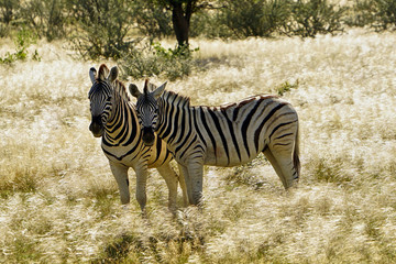 Fototapeta na wymiar Zwei Zebras im Silbergras die in die Kamera blicken