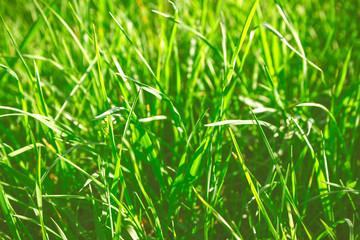 Spring green grass