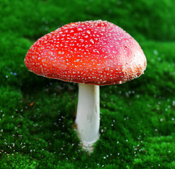 Fly agaric toadstool in moss