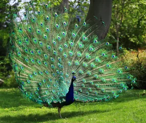 Photo sur Plexiglas Paon Paon coloré avec une énorme queue ouverte