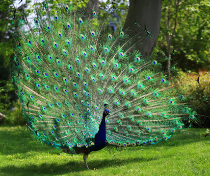 Fototapeta Colorful peacock with huge open tail