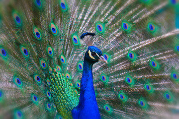Naklejka na ściany i meble Portrait of beautiful peacock