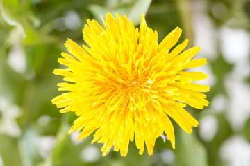 Close up of yellow dandelion flower