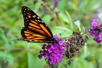 Butterfly Feeding