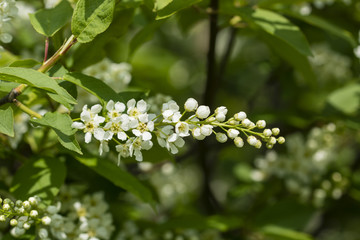Prunus serotina - white flowers of grape shape with green leaves.