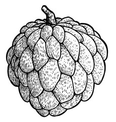 Fototapeta premium Cherimoya illustration, drawing, engraving, ink, line art, vector