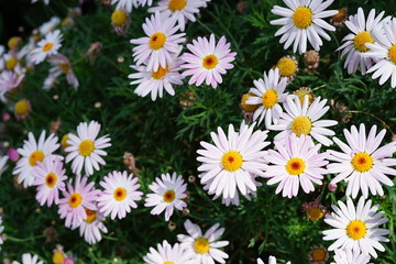camomile, chamomile, daisy, chrysanthemum