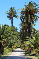 Fototapeta na wymiar Palm trees in Hyères - France