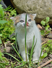 Obraz premium Small kitten 1