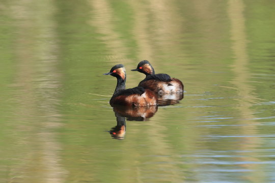 Black-Necked Grebe (Podiceps nigricollis) Baden W&uuml;rttemberg Germany