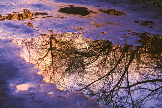 Reflection of  tree in puddle at sunset