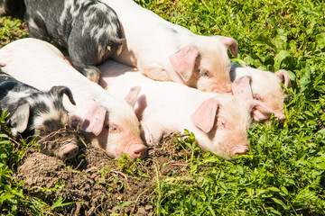     Bunch of cute piglets on the field in nature park Lonjsko polje, Croatia 