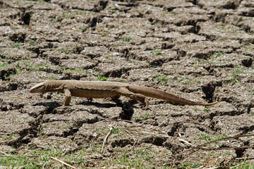 Monitor lizard, Keoladeo National Park, India