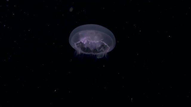 A jellyfish at night in the Red Sea.
