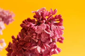 Blooming light purple lilac flowers on a yellow background