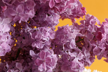 Blooming light purple lilac flowers on a yellow background