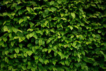 Fototapeta na wymiar Blätter an einer Hecke als Hintergrund in saftigem leuchtendem Grün