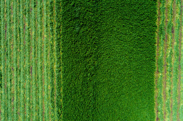 Lucerne field from air