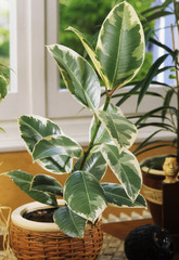 Ficus elastica / Caoutchouc