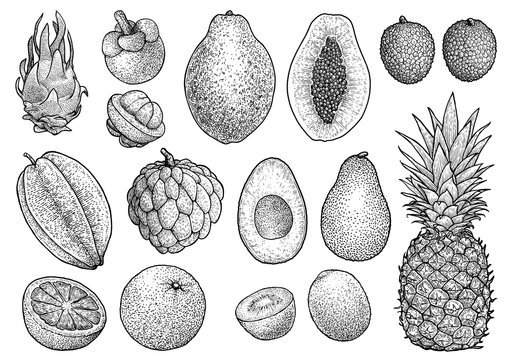 Exotic fruit cllection illustration, drawing, engraving, ink, line art, vector