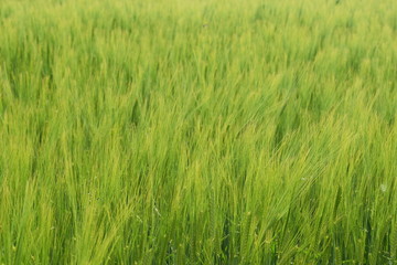  Agricultural plantation