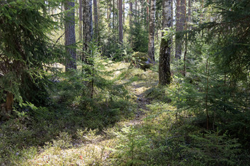 Obraz premium path in the forest