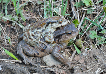 Toads (Bufo gargarizans) 4
