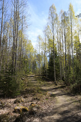 path through spring forest