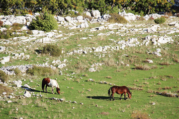Horses in Biokovo Nature Park, Croatia