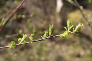 green branch