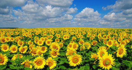 Obraz premium field of blooming sunflowers