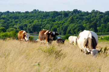 Obraz premium Cows grazing on a field