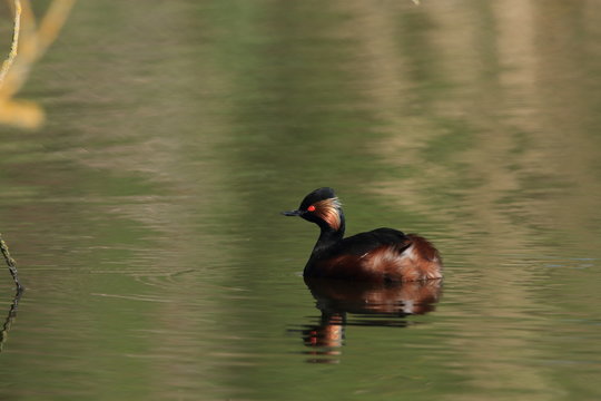 Black-Necked Grebe (Podiceps nigricollis) Baden W&uuml;rttemberg Germany
