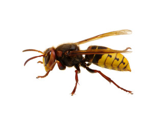 hornet isolated on white