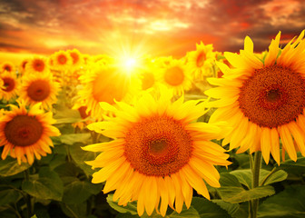 Fototapety  słoneczniki i słońce
