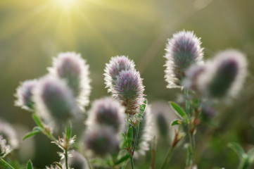field of spring flowers