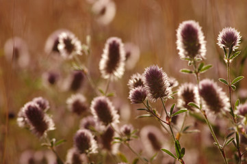 Summer flowering grass