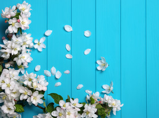 Spring blossom on blue wood