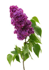 Flowering branch of lilac