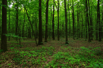 Trees in green forest