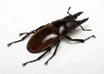 Stag beetle isolated on white