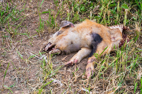 Dead wild boar