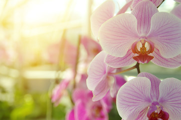 Obraz premium Orchid flower in garden