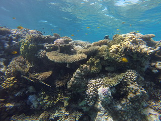 Red sea, egypt, israel, recreation, karall reef, underwater fairy tale, diving, water wealth, fish, nature,